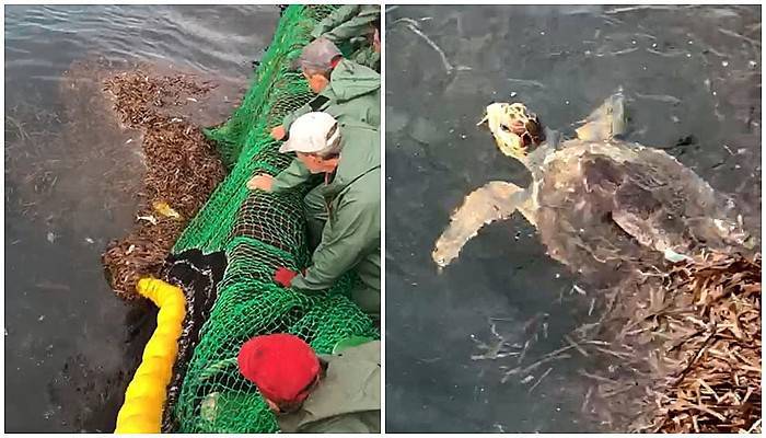 Ağlara takılan deniz kaplumbağasını böyle kurtardılar (VİDEO)