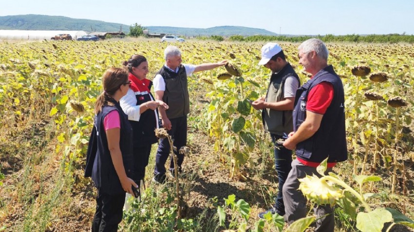 Yerli Tohumla Çanakkale’de  Ayçiçek Üretimi  Katlandı