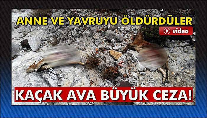 Jandarmadan kaçak av operasyonu