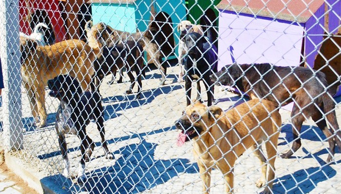 “Şunu unutmamak lazım onlarda bir canlı”