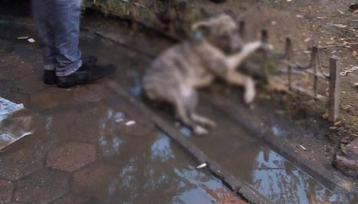 Feci olay! Elektrik akımına kapılan...