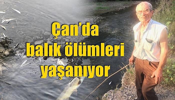 Çan’da balık ölümleri yaşanıyor (VİDEO)