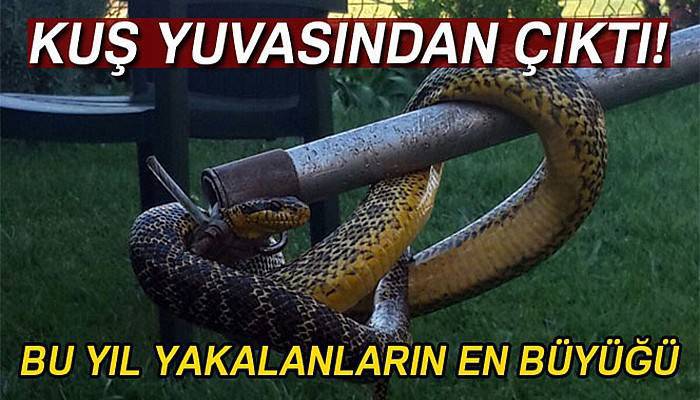 Kuş yuvasından yılan çıktı