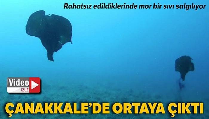 Çanakkale'de deniz tavşanı görüntülendi