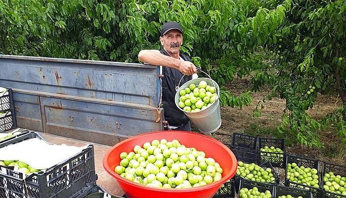 'Bayramiç Beyazı' üreticinin yüzünü güldürüyor (VİDEO)