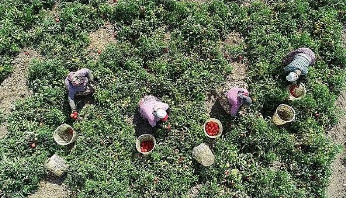 Çanakkale domatesinin kilosu 40 kuruşa düştü