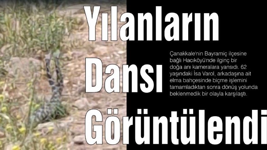 Yılanların Dansı Görüntülendi