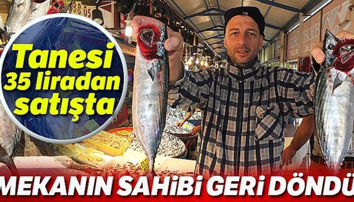 Marmara'nın ilk palamutları tezgahlardaki yerini aldı