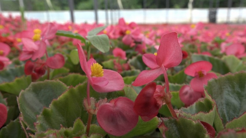 900 rakımda üretilen süs bitkileri daha uzun ömürlü oluyor (VİDEO)