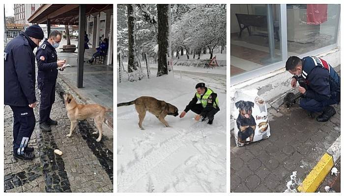 Kentte sokak hayvanları unutulmadı