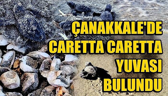 Çanakkale’de ilk kez Caretta Caretta yuvası tespit edildi