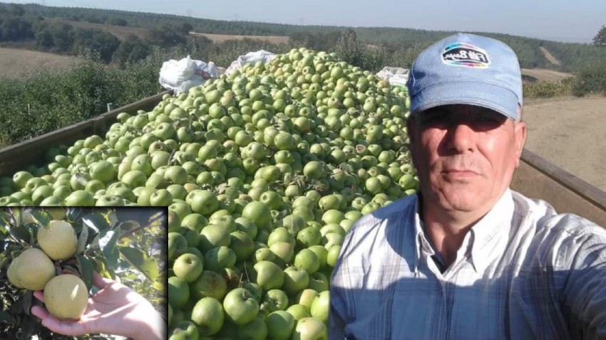 Bigalı üreticiler elma hasadı mesaisinde