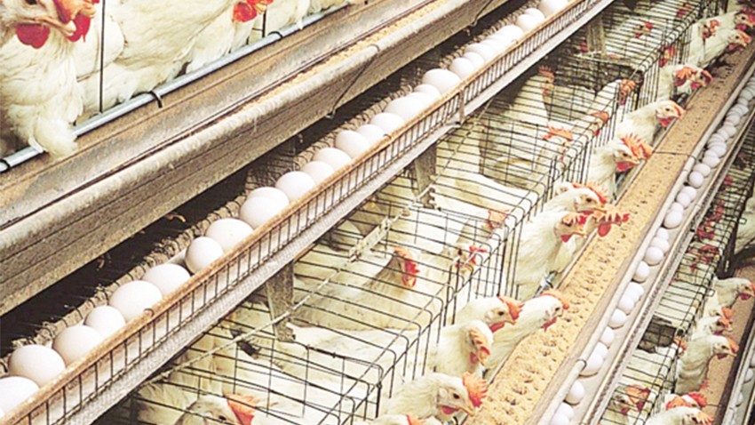 Tavuk yumurtası üretimi 1,83 milyar adet olarak gerçekleşti