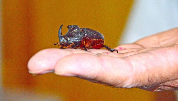Bir dönem çok meşhurdu, Çanakkale’de de bulundu 