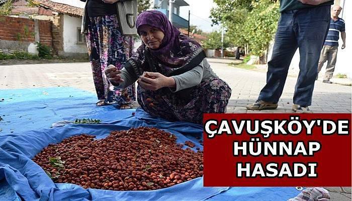 Çavuşköy'de hünnap hasadı