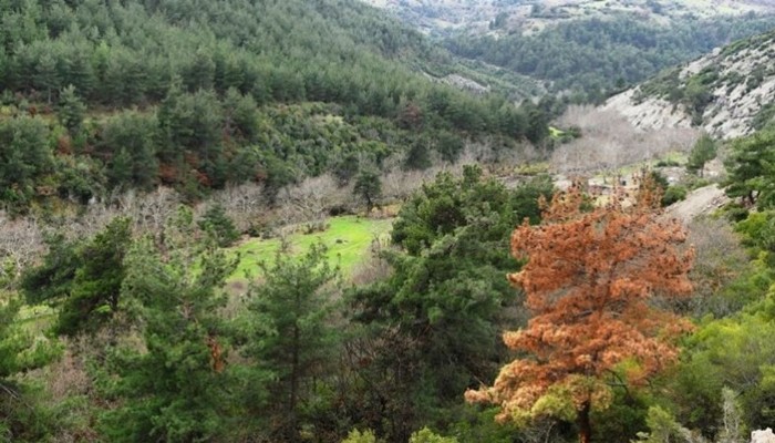 Çanakkale’de orman atıkları elektriğe dönüşecek