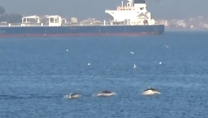 Çanakkale boğazında yunus geçidi (video)