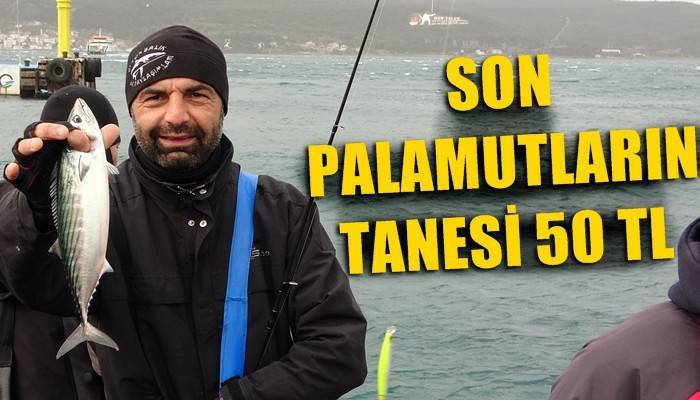 Çanakkale'de son palamutlar tanesi 50 liradan satılıyor (VİDEO)