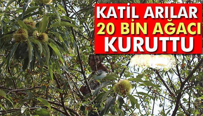 Katil arılar 20 bin ağacı kuruttu, Uludağ'da hasat sıkıntılı başladı