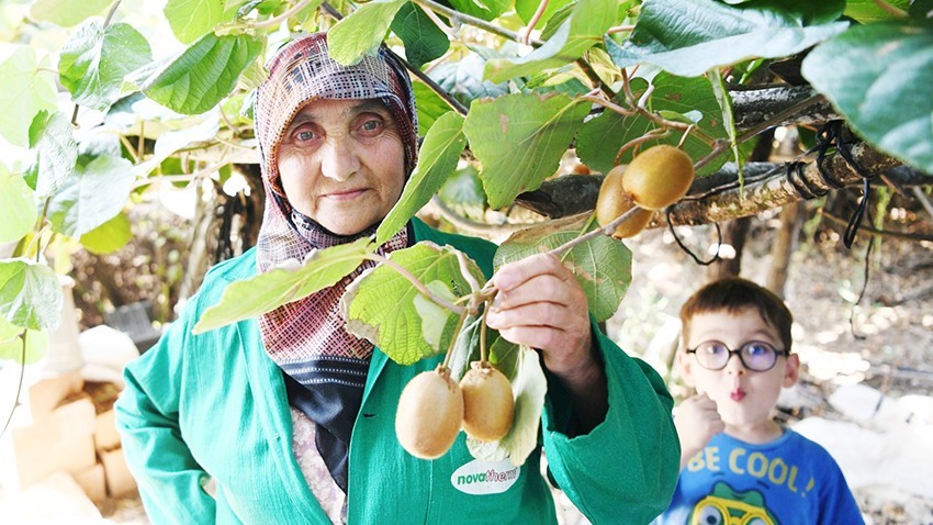 Meyve Cenneti Lapseki’de Artık Kivi de Yetişiyor