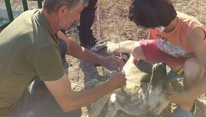 Dereye düşen köpeği belediye personeli kurtardı