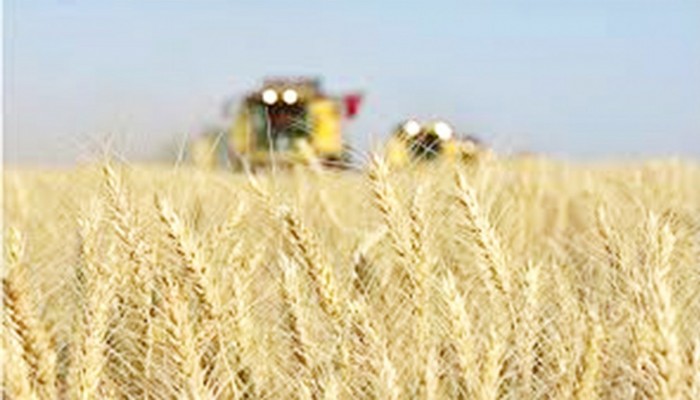 Bakan Kirişci: 19,5-20 milyon ton buğday üretimi öngörüyoruz