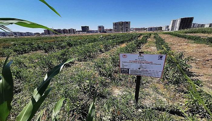 Belediyenin yetiştirdiği ürünler artık ‘İyi Tarım Sertifikalı’