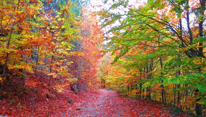 Kazdağlarında renk cümbüşü