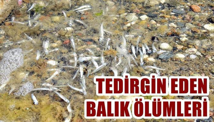 Kum Adası’nda tedirgin eden balık ölümleri (VİDEO)