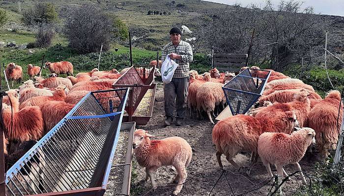 Gökçeada'nın özgür koyunları (VİDEO)