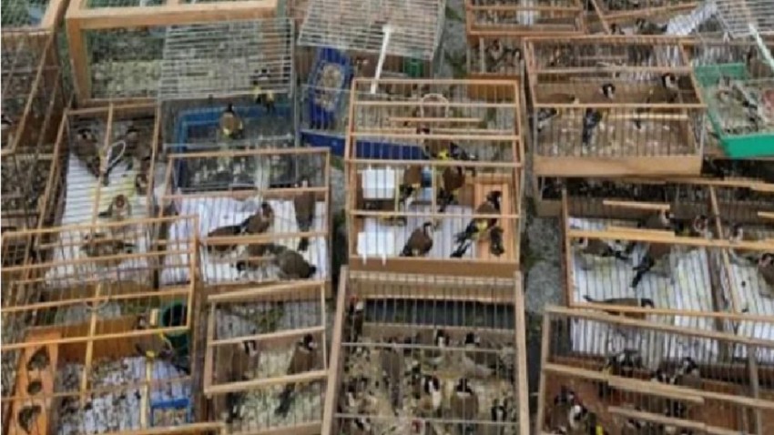 Yasa dışı yakalanan kuşlar doğaya salındı