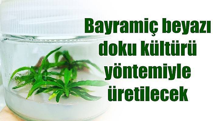 Bayramiç beyazı doku kültürü yöntemiyle üretilecek