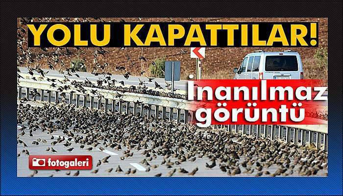 Soğuk onları da vurdu, binlercesi kara yolunu kapattı...