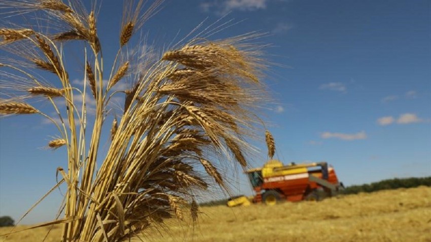 Buğday Alım Fiyatları Beklentileri Karşıladı