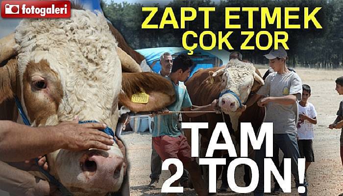 2 tonluk kurbanlık boğayı 10 kişi zor zapt ediyor