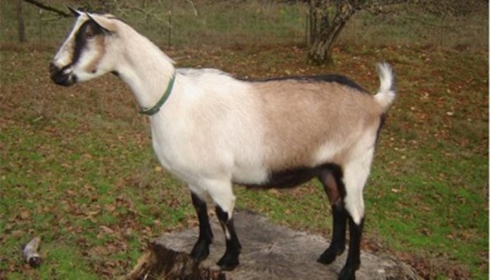 7 YERLİ KEÇİ IRKI KORUMA ALTINA ALINDI