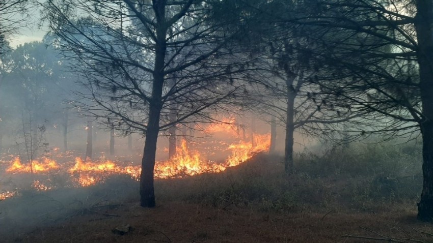 biga-orman-yangini