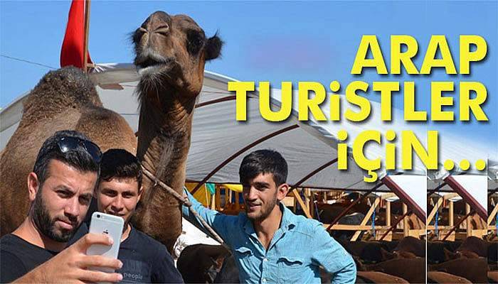 Arap turistler için kurbanlık deve getirdiler