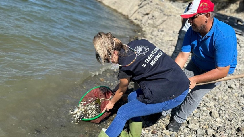 Lapseki’de Su Kaynaklarına Yavru Sazan Bırakıldı