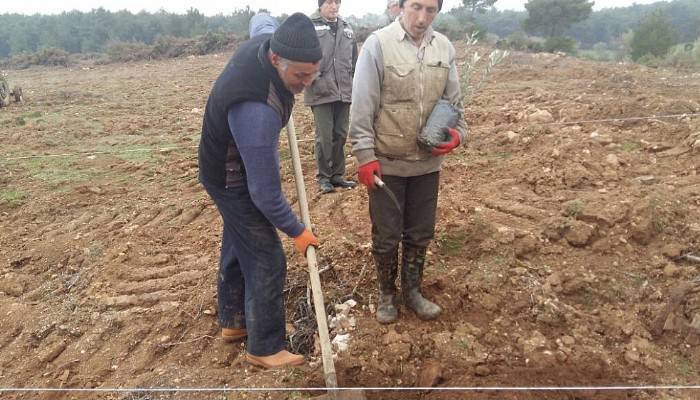  Orman işletme müdürlüğü köylüye zeytin fidanı dikiyor