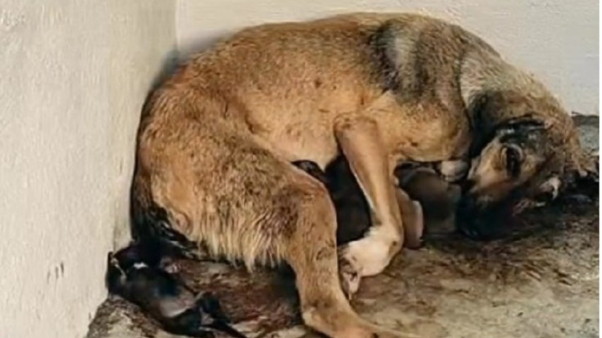 Saraycık hayvan barınağından yürek burkan görüntüler