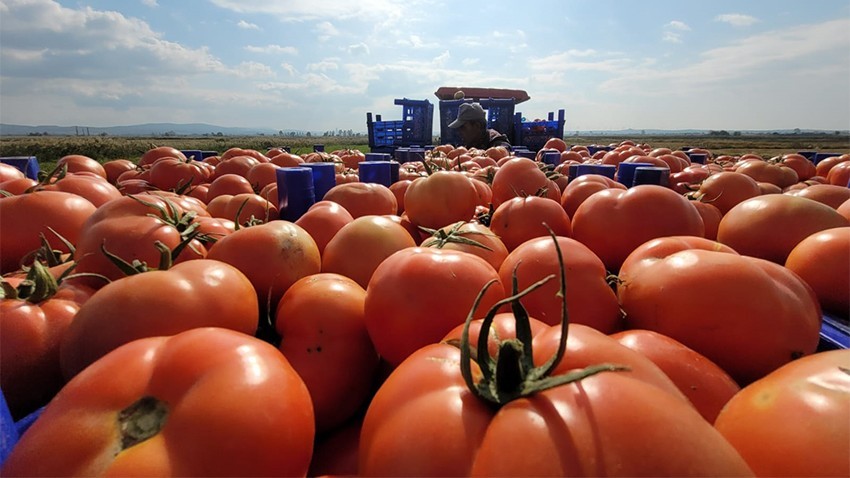 Fiyatlar 40 TL’den 10 TL’ye Geriledi