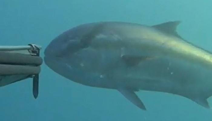 Rekortmen dalgıç, dev balığı avladı (VİDEO)