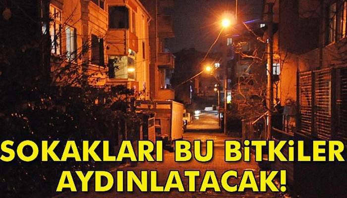 Sokakları bu bitkiler aydınlatacak