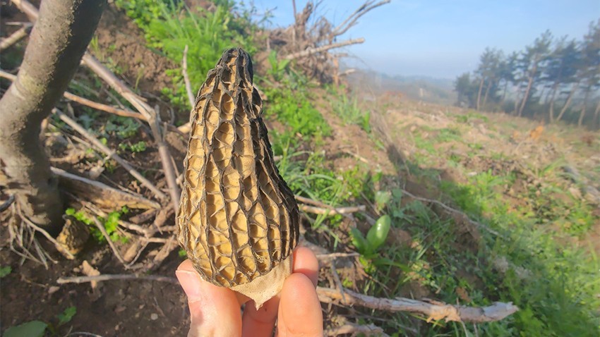 Bayramiç’in lezzeti kuzu göbeği mantarı çıktı