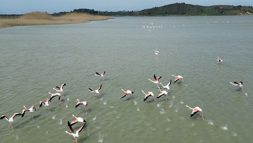 Çanakkale Suvla Gölü flamingoların akınına uğradı (VİDEO)
