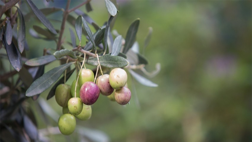 Zeytin Kurtuluş Festivali Olumsuz Hava Koşulları Nedeniyle Ertelendi