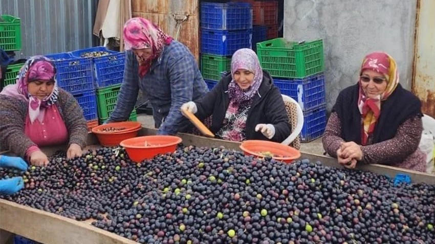 Çanakkale’de zeytin verimi azaldı