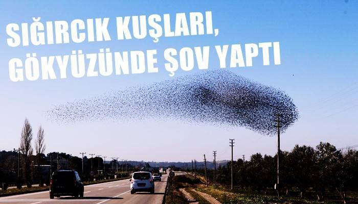 Çanakkale'de sığırcık kuşlar, gökyüzünde şov yaptı (VİDEO)