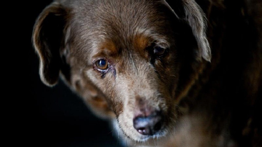 Dünyanın en yaşlı köpeği Bobi 31 yaşında öldü